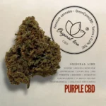 Purple CBD – Invernadero, Living Soil