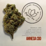 Amnesia CBD – Indoor Led, Hydroponics