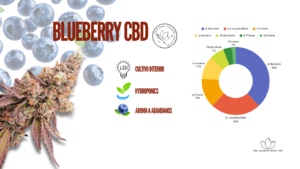 BLUEBERRY CBD ANALITICA