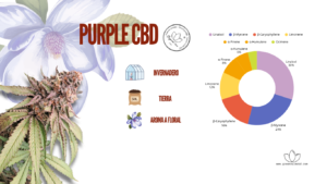 PURPLE CBD ANALITICA