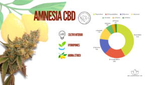 AMNESIA CBD ANALITICA