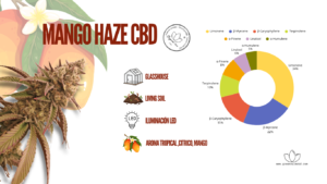 ANALITICA MANGO CBD